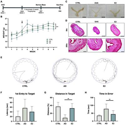 Mitigating Effect of Estrogen in Alzheimer’s Disease-Mimicking Cerebral Organoid